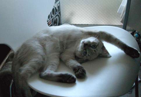b0039168_254226.gif
