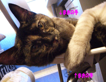 b0039168_3101518.gif