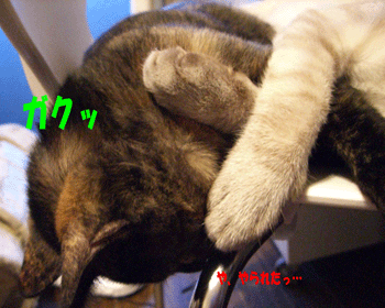 b0039168_3111297.gif