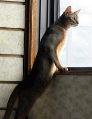 a0009397_12203985.gif