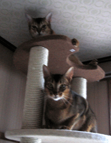 a0009397_2182731.gif