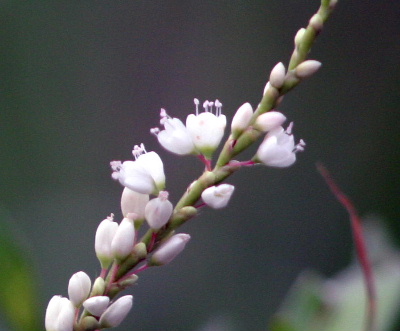 e0018678_2259329.jpg