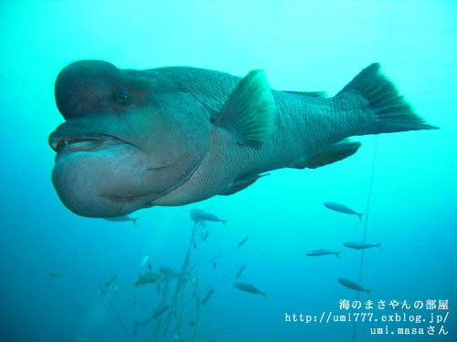 投稿写真 No 107 コブダイ From Umi Masaさん 水族館ふりーく