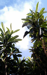 c0025348_01007.jpg
