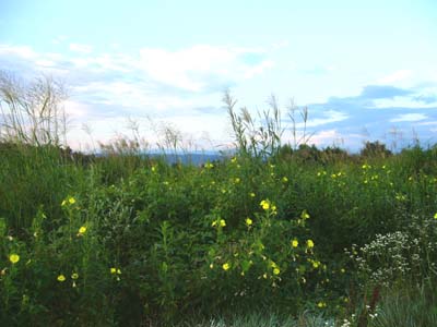 b0045357_104042.jpg