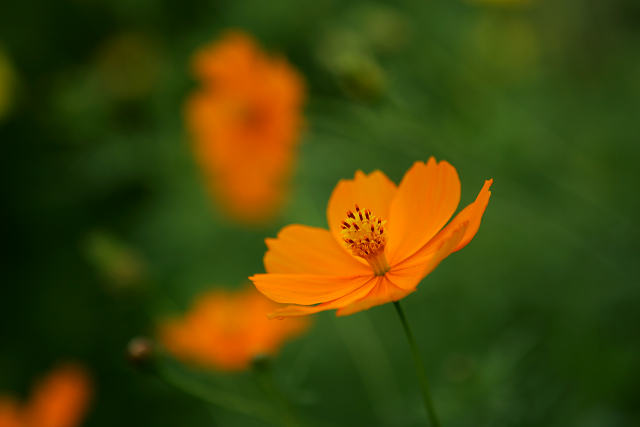 くりはま花の国（８月２４日）_c0057265_22412519.jpg