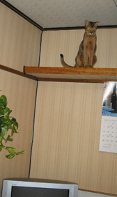 a0009397_22493335.gif
