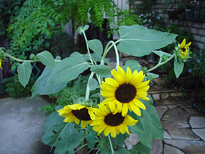 e0001735_22254820.jpg