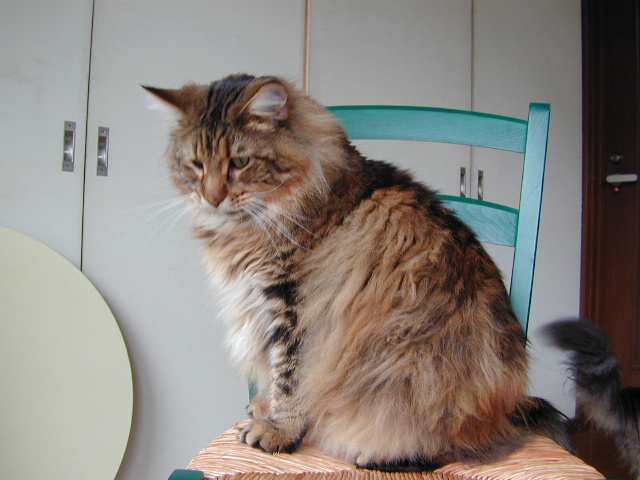 デカ猫no 1 デカ猫2匹との癒される日々 デカ猫no 1 デカ猫2匹との癒される日々