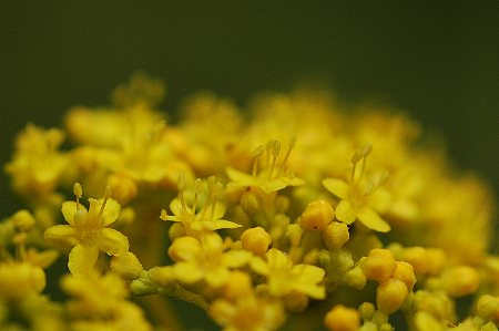 オミナエシ（女郎花）_c0050853_19194922.jpg