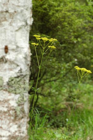 オミナエシ（女郎花）_c0050853_1983293.jpg