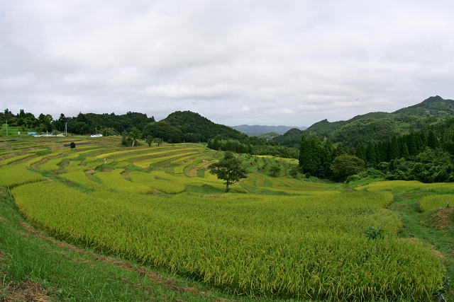 大山千枚田（８月２４日）　　　_c0057265_10334256.jpg