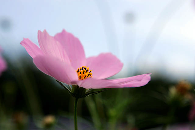 花の都公園（８月２０日）_c0057265_15233836.jpg