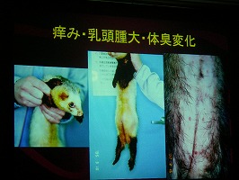 第2回日本獣医内科学アカデミー総会_b0059154_6593433.jpg