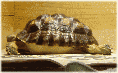 b0055276_112485.gif