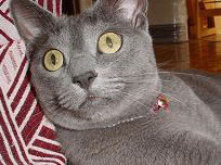 c0066610_19385313.gif