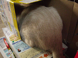 b0039168_16174714.gif