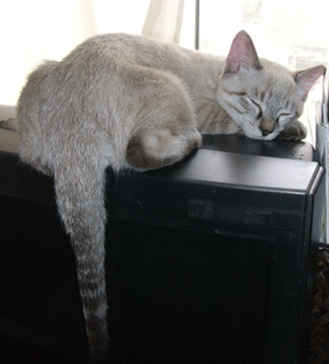 b0039168_1621089.gif