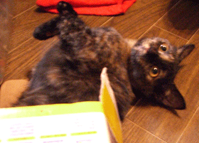 b0039168_16221270.gif