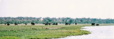 e0003272_120497.jpg