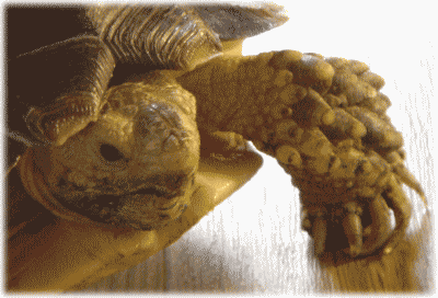 b0055276_1294250.gif