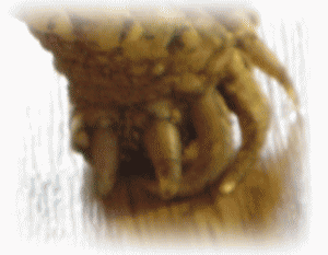 b0055276_1304059.gif