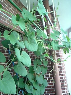 c0037701_21205827.jpg