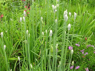 にらの花 田中英語塾講師の日記