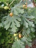e0016135_0285681.jpg