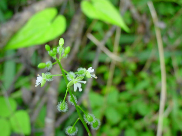 c0047341_10194286.jpg