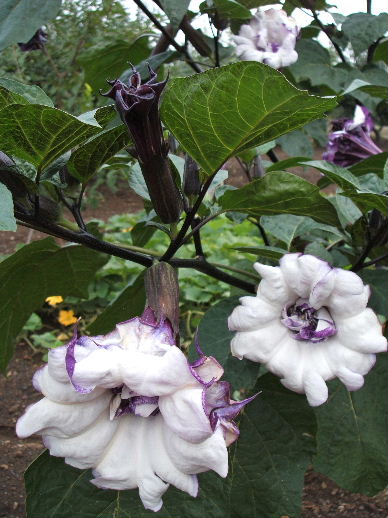 八重咲きダチュラ 気ままに楽しみﾌﾞﾛｸﾞ