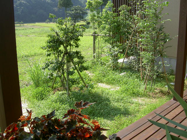 8月27日 土 庭のシロツメクサ 里山の宿 薪の音 館主の日記 8月27日 土 庭のシロツメクサ 里山の宿 薪の音 館主の日記