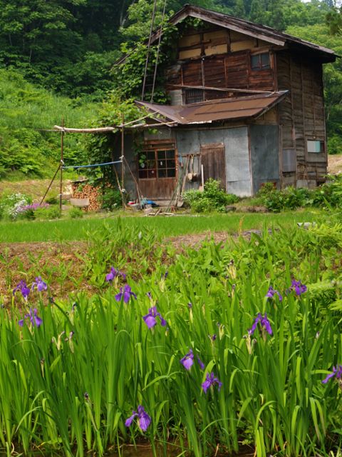 田んぼに咲く花_a0025576_22574034.jpg