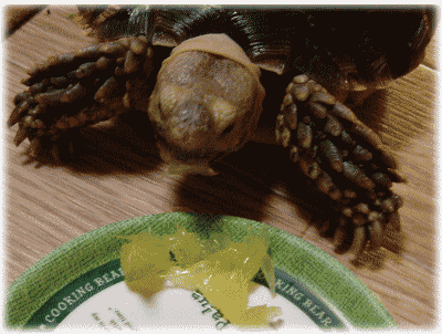 b0055276_173771.gif