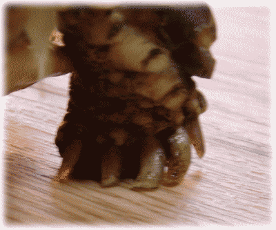 b0055276_183771.gif