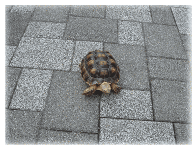 b0055276_13116.gif