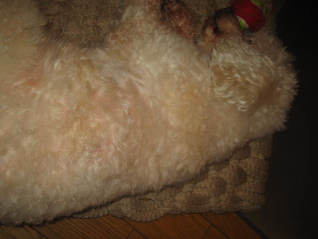 e0024081_1632168.jpg