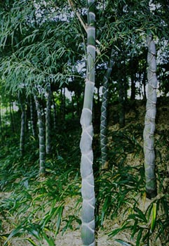 c0067206_13383441.jpg