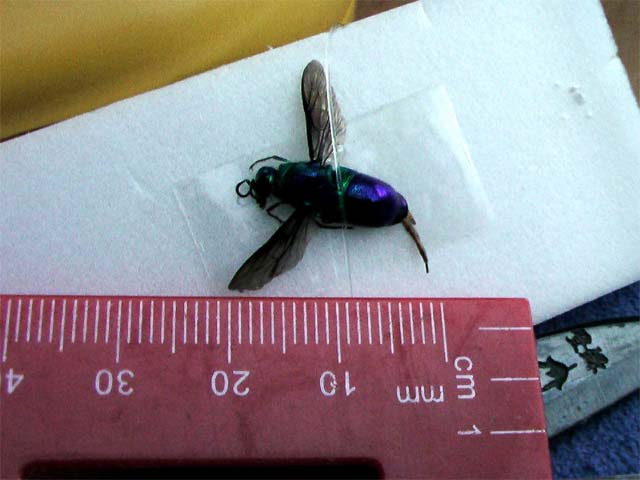 今朝家の中で飛んでいた虫です 名前を教えて下さい 昆虫ブログ むし探検広場