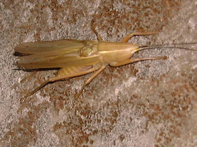 顔は海老です 昆虫ブログ むし探検広場 顔は海老です 昆虫ブログ むし探検広場