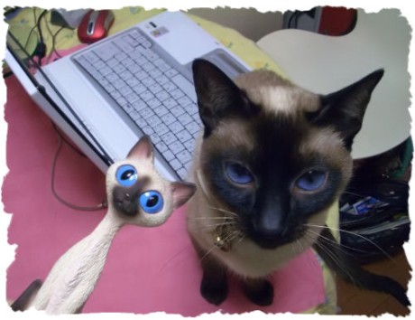 We are Siamese if you please ♪_b0034647_20565140.jpg