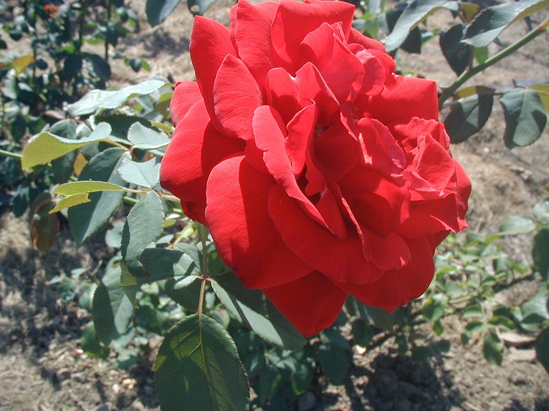 c0040208_910528.jpg