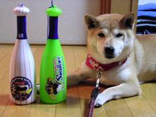 昨日は負けて、きょうは、、、_c0049950_20111666.jpg