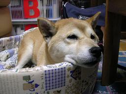 昨日は負けて、きょうは、、、_c0049950_20565275.jpg