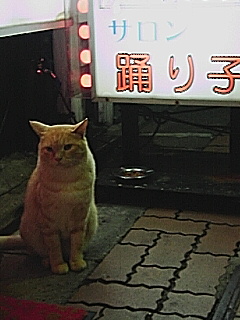 ニャンコ～_c0075155_19265645.jpg