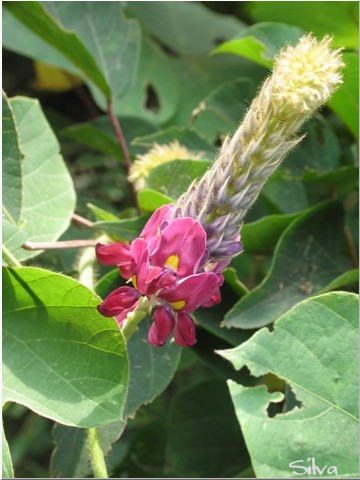 野山のつる性植物　Ⅱ_c0039974_2215931.jpg