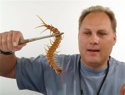 ムカデ イギリス 世界一 昆虫 毒虫 百足 知識の泉 haru s トリビア ムカデ イギリス 世界一 昆虫 毒虫 百足 知識の泉 haru s トリビア