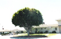 c0062603_963739.jpg