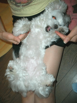 d0000559_19351970.gif