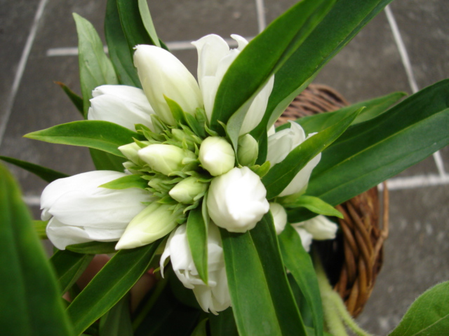 お花でラテン語 15 花 花日記